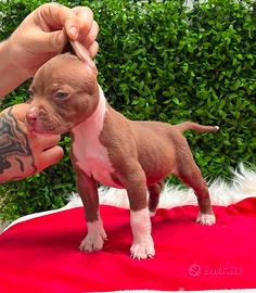 Cuccioli American Pitbull terrier