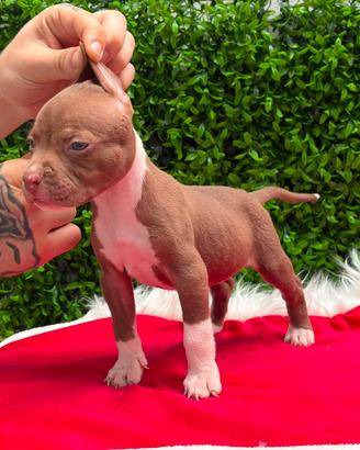 Cuccioli American Pitbull terrier