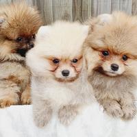 Cuccioli di spitz pomerania maschi femmine
