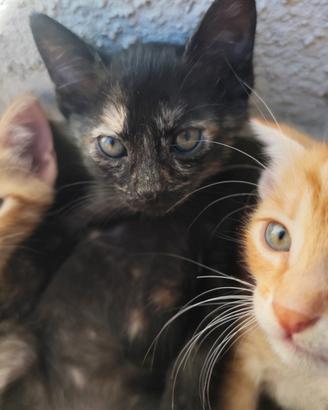 Gattina di un mese e mezza