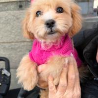 Maltipoo femmina
