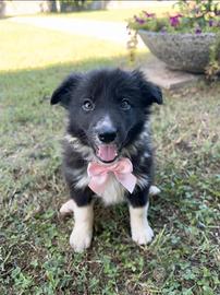 Border collie