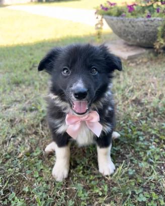 Border collie