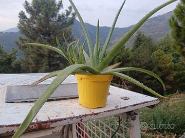 aloe Vera vaso con 5 piante da trapianto 