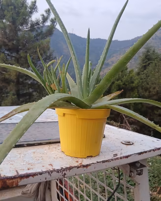 aloe Vera vaso con 5 piante da trapianto 