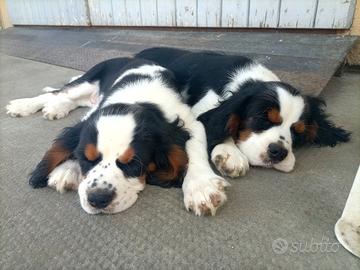 Cavalier king cuccioli