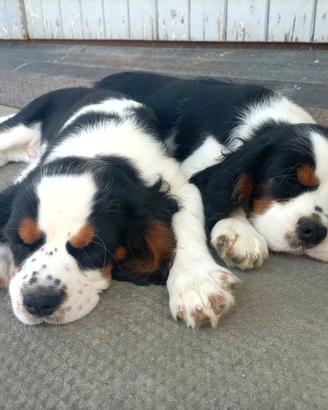 Cavalier king cuccioli