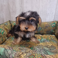 Yorkshire Terrier femmina - ANCHE A RATE