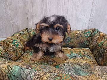 Yorkshire Terrier femmina - ANCHE A RATE