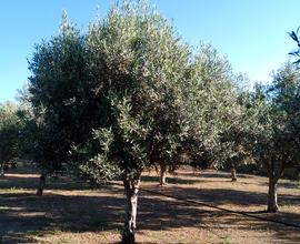 Terreno agricolo 3.500 mq 100 piante di uliveto