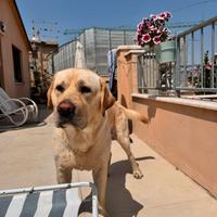 Labrador per riproduzione