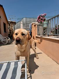 Labrador per riproduzione