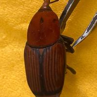 Punteruolo rosso