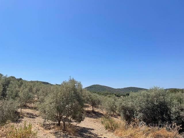 SANT'ANNA ARRESI uliveto con 1500 piante - Vista 3