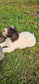 Lagotto romagnolo femmina 