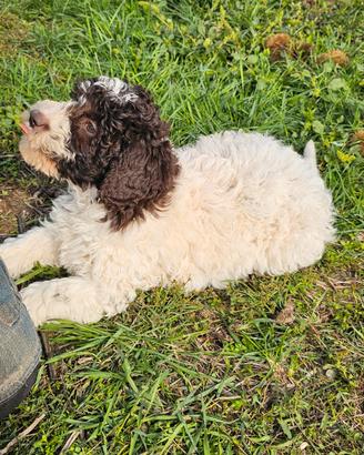 Lagotto romagnolo femmina 