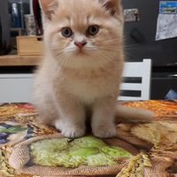 British cuccioli selezionati