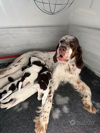 Cuccioli Setter Inglese Alta genealogia