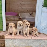 Cuccioli Labrador con pedigree