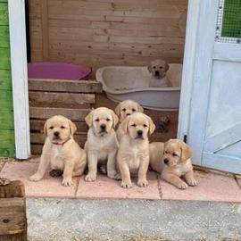 Cuccioli Labrador con pedigree