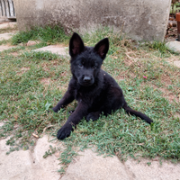 Cuccioli di pastore tedesco