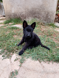 Cuccioli di pastore tedesco