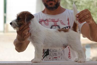 Jack Russell terrier