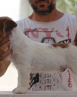 Jack Russell terrier