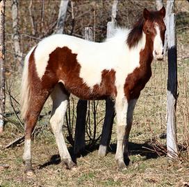 Puledra paint horse