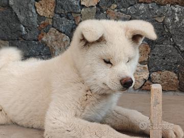 Akita Inu