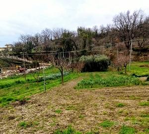 Terreno agricolocon uliveto e pozzo