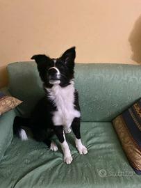 Cucciolo border collie