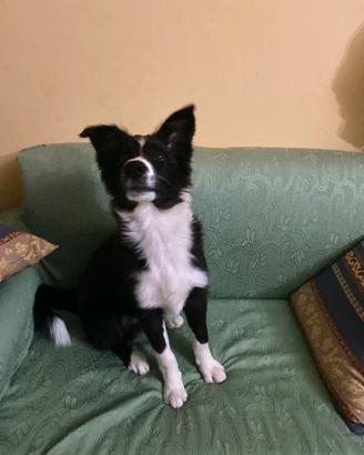 Cucciolo border collie