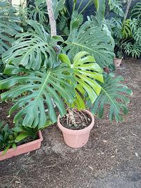 Monstera