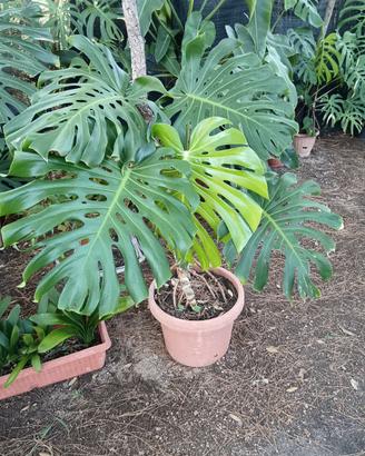 Monstera