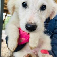 Cuccioli maschi 3 mesi vaccinati