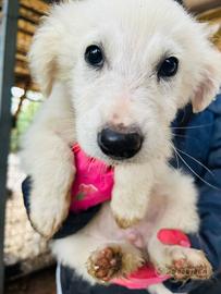 Cuccioli maschi 3 mesi vaccinati