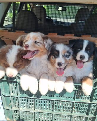 Cuccioli di Pastore Australiano