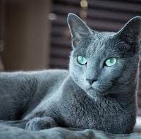 Gattini Blu di Russia
