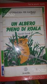 Un albero pieno di koala