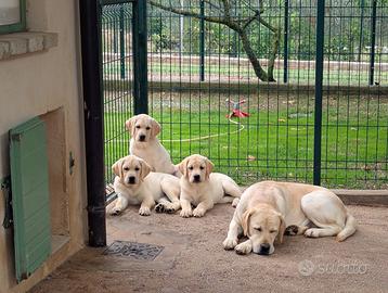 Labrador cuccioli da allevamento