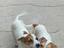 Immagine 5