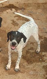 3 Cuccioli di Pointer