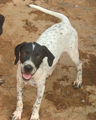 3 Cuccioli di Pointer