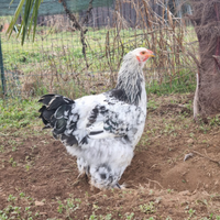 Gallo Brahma Columbia