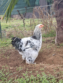 Gallo Brahma Columbia