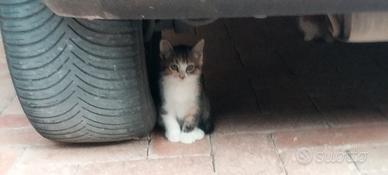Gattini
