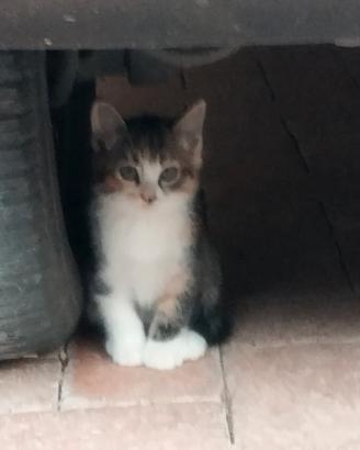 Gattini
