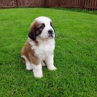 ANIMALI allevamenti fattorie aziende privati