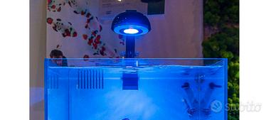 Platoniera acquario marino cetus 2
